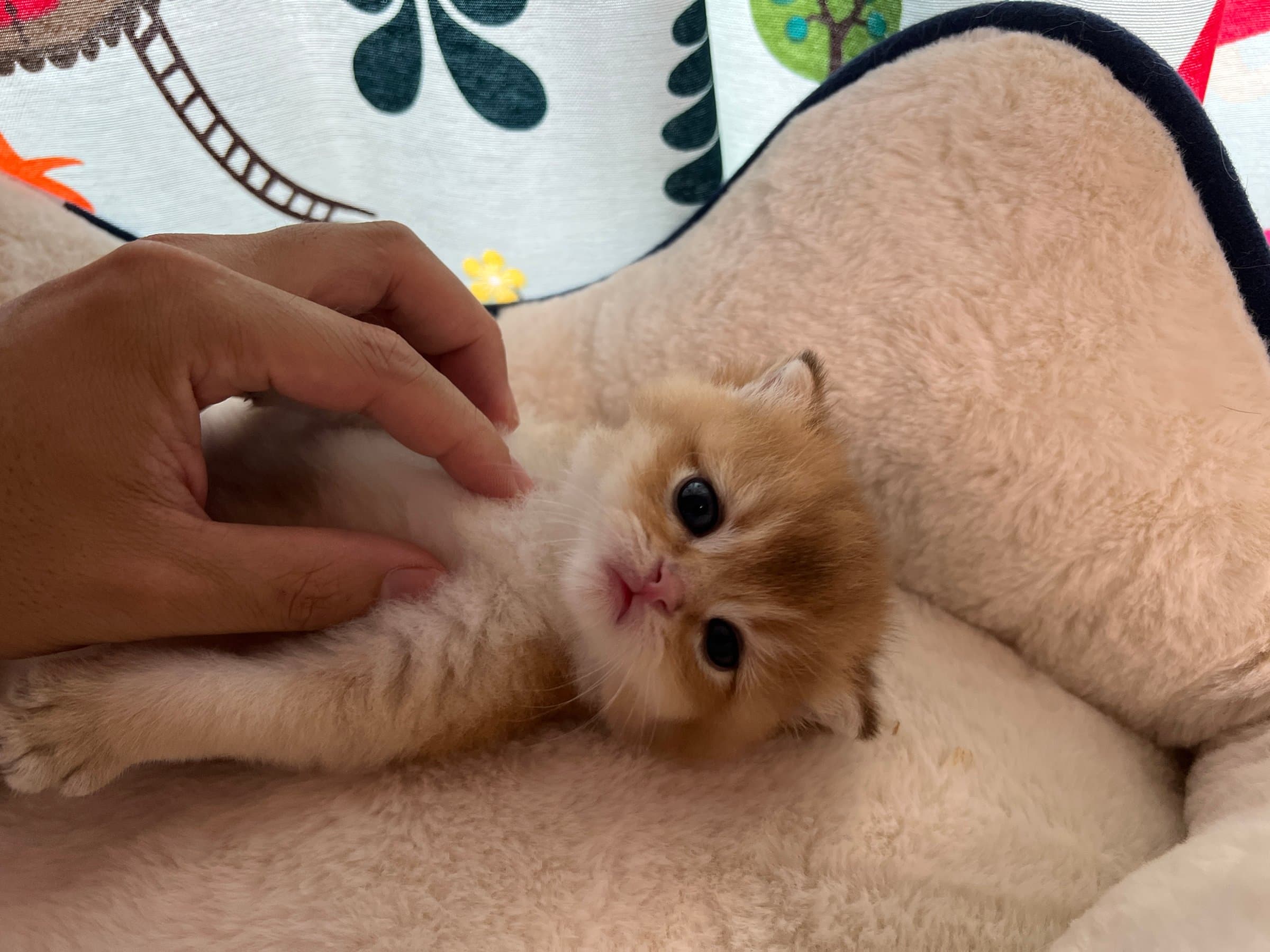 ブリティッシュ